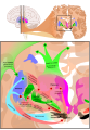 Basal ganglia circuits