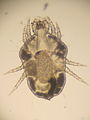 Cheyletiella