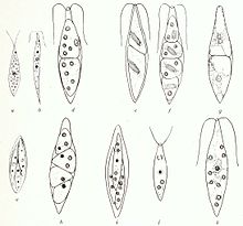 Chlorogonium euchlorum.jpg