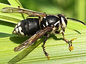 Pollinia of milkweed (Asclepias) on the legs of bald-faced hornet (Dolichovespula maculata)