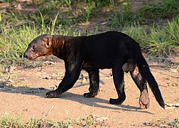 Tayra (Eira barbara)