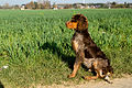 Gibbs des Chaumes de Thiérache, spaniel Picardie muda berusia 6 bulan