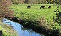 La Tortonne au Pont, à Crouay.