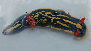 Hypselodoris festiva