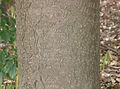 Diamond-patterned bark of mature tree trunk