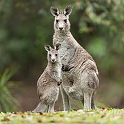 Gray kangaroo