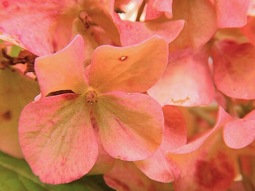 Fiori di una ortensia con tenui colori autunnali