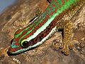 Phelsuma inexpectata.