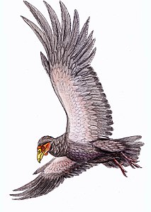 Teratornis