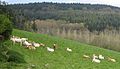 Vaches et arbres aux essences variées dans le Val de Saire, près du Vast.