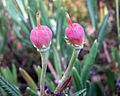 Andromeda polifolia lavindelheide