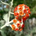 Buddleja marrubifolia