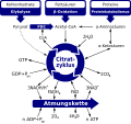 Schematische Darstellung der mit dem Citratzyklus assoziierten metabolischen Wege