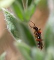 Closterocoris amoenus found in San Bruno Mountain State & County Park, Brisbane, CA, US, Featured on - Closterocoris amoenus and Closterocoris