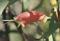 Eremophila longifolia