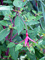 Fuchsia magellanica