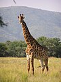 Une girafe africaine dans son environnement naturel.