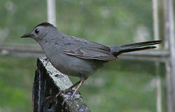 Grå kattfågel (Dumetella carolinensis)