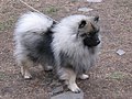 a) Keeshond (Wolfspitz, Saksa)