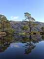 Image 13Eilean Ruairidh Mòr, one of many forested islands in Loch Maree Credit: Jerry Sharp