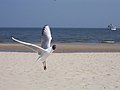 Möwe beim Flug