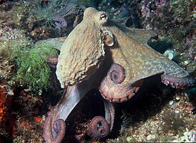 Meritursas (Octupus vulgaris)