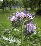 Phacelia