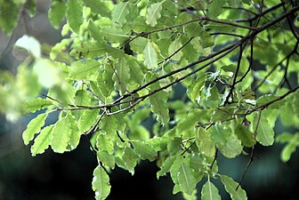 Pitosporoa (Pittosporum Heterophylum)