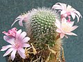 Rebutia kariusiana