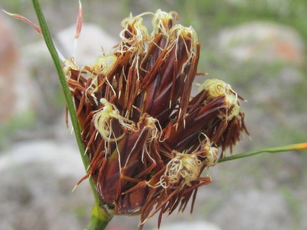 Flowering head showing anthers and stigmas