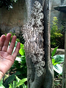 Thysania Agrippina à côté d'une main humaine.