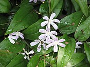 Tripladenia cunninghamii