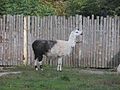 Il lama