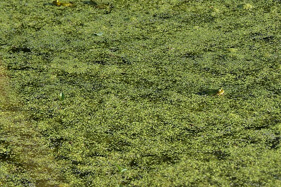 Frogroads in duckweed