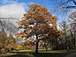 Alberteiche im Großen Garten