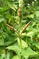 Asystasia gangetica seed head