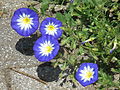 Convolvulus tricolor