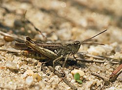 Brauner Grashüpfer (von Jörg Hempel)