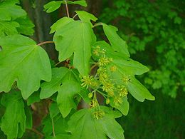 Trakinis klevas (Acer campestre)