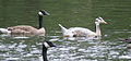 Bar-headed goose with Canada geese near Cincinnati, Ohio, U.S., July 2015