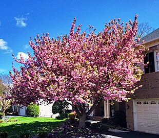 Prunus 'Kanzan' in bloom