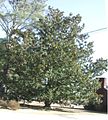 Magnolia grandiflora Hemingway, Nam Carolina