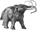 Mamute (Mammuthus primigenius), um proboscídeo