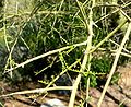 Parkinsonia microphylla