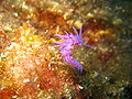 Flabellina affinis.