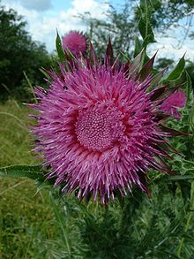 Silybum marianum2.jpg