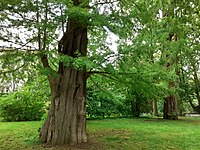 Sumpfzypressen (Taxodium distichum)