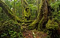 Image 18Antarctic beech old growth in Lamington National Park, Queensland, Australia (from Old-growth forest)