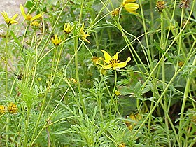 Bidens triplinervia