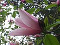 Un des magnifiques magnolias visibles au bois des Moutiers.